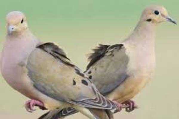 ग्रीष्मकालीन प्रवास से लौटने लगे प्रवासी पक्षी